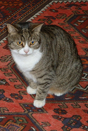 cat owned by John Guy and Julia Fox